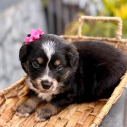 Dark pink - Black tri female Miniature Australian Shepherd puppy in 32046, Florida from River Hill Ranch