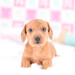 Dachshund Puppies from Tinker Toy Doxies