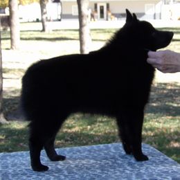 Schipperkes from Lochryan Schipperke