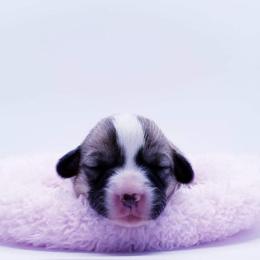 American Corgi and Pembroke Welsh Corgi Puppies from Whimsical Treasure Corgis