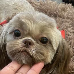 Lucky - Shih Tzu