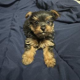 Little Dude - Black and tan male Yorkshire Terrier puppy in Rochester, New York from Tnt Yorkies and Cosmic corgis