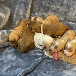 Australian Labradoodle Puppies from Kippy’s Farm Australian Labradoodles