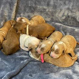 Australian Labradoodle Puppies from Kippy’s Farm Australian Labradoodles