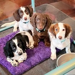 Dachshund Puppies from Gypsy Miniature Dachshunds
