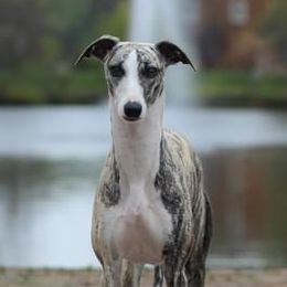 Miele - Whippet