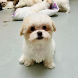 Jet - White male Mal-Shi puppy in Morehead, Kentucky from Paw Perfect Pets