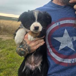 Viv - Black tri-color female Australian Shepherd puppy in Copperas Cove, Texas from Hidden Leaf Aussies