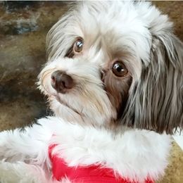 Havanese from Jay's Havi-nese