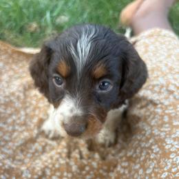 Dora - Chocolate and tan female Dachshund puppy in Utica, Ohio from Poodle Me Crazy