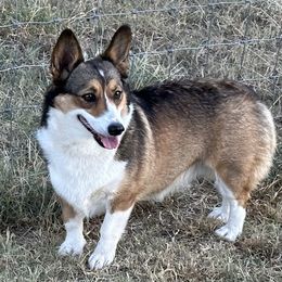 Mocha - Pembroke Welsh Corgi