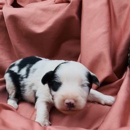 Boy 3 - Blue merle male Miniature Australian Shepherd puppy in Randleman, North Carolina from Deep River Aussies