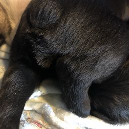 Miniature Schnauzer and Poodle Puppies from Bits & Bytes Farm