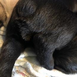 Miniature Schnauzer and Poodle Puppies from Bits & Bytes Farm