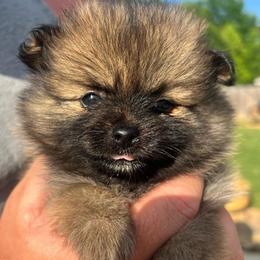 Socks - Chocolate sable female Pomeranian puppy in Hernando, Mississippi from The Pom Squad