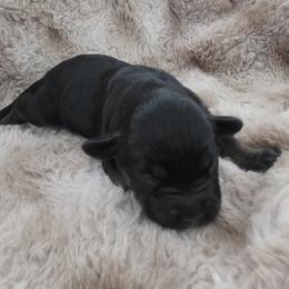 Boy 5 - Tri-color male Labradoodle puppy in Centerville, Utah from Reid Wasatch Doodles
