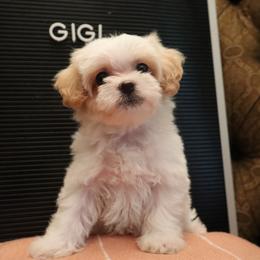 Gigi - White female Maltipoo puppy in Wesley Chapel, Florida from Pepper Patch Puppies