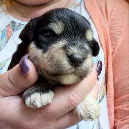 Chloe - Salt and pepper female Miniature Schnauzer puppy in Hull, Georgia from Ardent Miniature Schnauzers of Athens