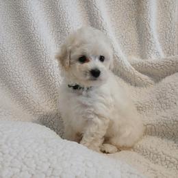 Elliot - White male Poodle puppy in Blanch, North Carolina from Faithful Hearts Kennel