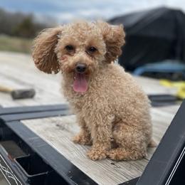 Brody - Poodle