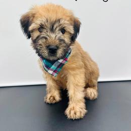 Aqua - Wheaten male Soft Coated Wheaten Terrier puppy in Grand Prairie, Texas from Wonderful Wheatens