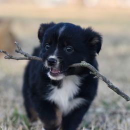 Maple - Miniature Australian Shepherd puppy from Triple Lake Ranch Miniature Australian Shepherds
