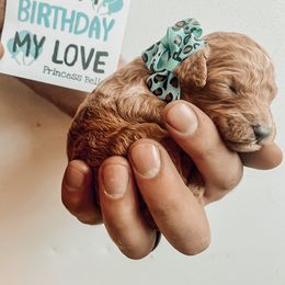 Poodle Puppies from Oodles of Poodles