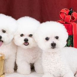 Bichon Frises from Phantom Bichons
