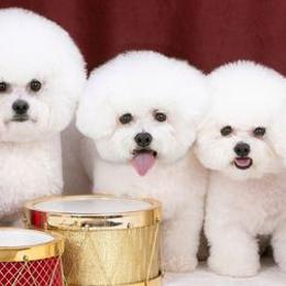 Bichon Frises from Phantom Bichons