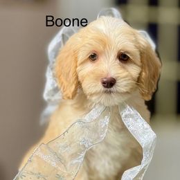 Boone - Caramel male Australian Labradoodle puppy in Anderson, California from Shaggy Doodles