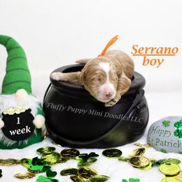 Serrano (orange collar) boy - Apricot male Goldendoodle puppy in Corona, California from Fluffy Puppy Mini Doodles LLC