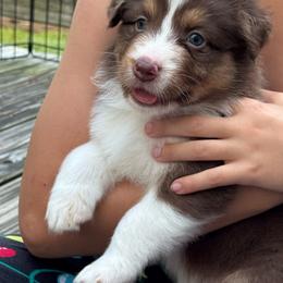 Casseopeia (long tail) - Red tri-color female Australian Shepherd puppy in Jacksonville, Florida from Solace Australian Shepherds