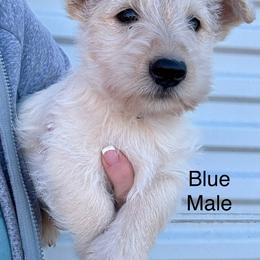Sleepy (Blue) - Wheaten male Scottish Terrier puppy in Chattanooga, Oklahoma from Lottie Dottie Scottie’s and Papillons