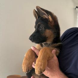 Mack - Black and red male German Shepherd puppy in Florida from Best Shepherds