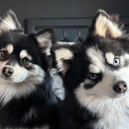 Pomskies from Luis Lara