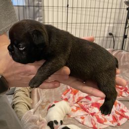 French Bulldog Puppies from Fur Royalty Frenchies