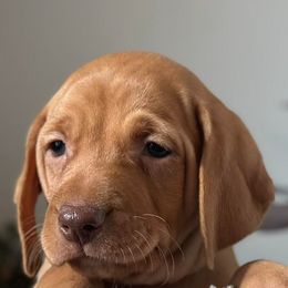 Vizslas from Kaylee’s Vizslas