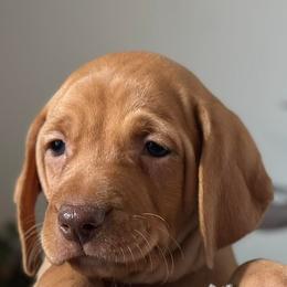 Vizslas from Kaylee’s Vizslas