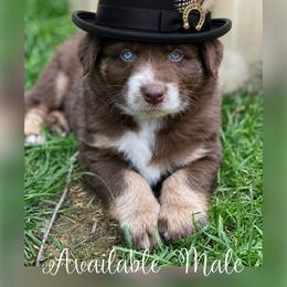 Duke - Red tri-color male Australian Shepherd puppy in Marshall, Virginia from Greywood Farm Aussies