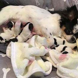 Minnie - Chihuahua