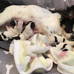 Minnie - Chihuahua