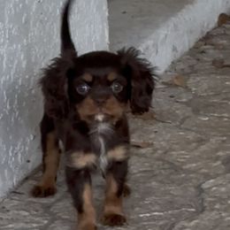 Mocha - Chocolate male Cavalier King Charles Spaniel puppy in Melbourne, Florida from Majestic Cavaliers of Melbourne FL