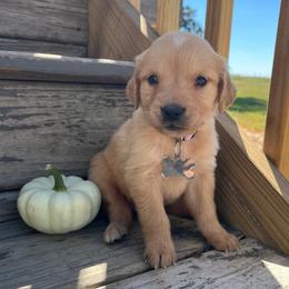 Gracie - Golden female Golden Retriever puppy in Wolcott, Indiana from Sunnyside Meadows Goldens
