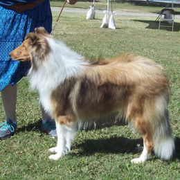 Collies from Windmark Collies