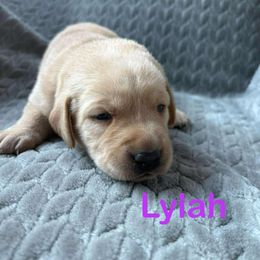 Lilah - Yellow female Labrador Retriever puppy in Noxon, California from Blockhead Blessings