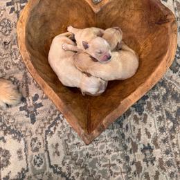 Girl 8 - Golden female Golden Retriever puppy in Silver Lake, Indiana from Seven Hills Goldens