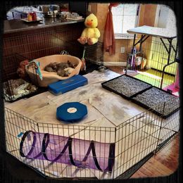 Weimaraner Puppies from Zauberhaft Weimaraners