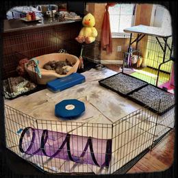 Weimaraner Puppies from Zauberhaft Weimaraners