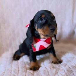 Sage - Black and tan female Dachshund puppy in Wichita, Kansas from Rustic Dachshunds