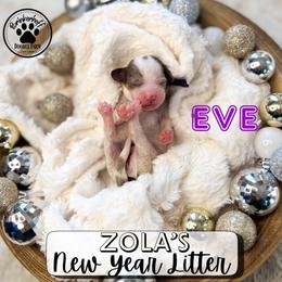 Eve - Merle female Goldendoodle puppy in Anderson, South Carolina from Brinkerhoff Doodle Farm